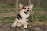 CORGI PEMBROKE 1402